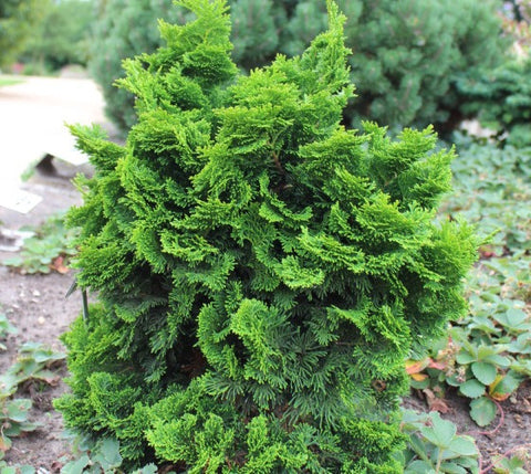 Dwarf Hinoki Cypress ( nana gracilis )