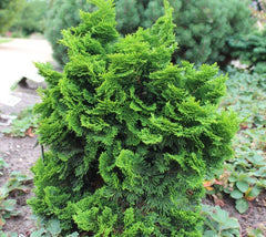  Dwarf Hinoki Cypress chamaecyparis obtusa nana gracilis