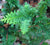 Fernspray Hinoki Cypress Chamaecyparis obtusa 'Filicoides'