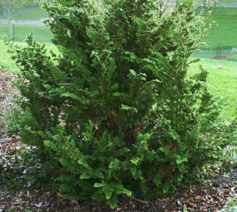 Fernspray Hinoki Cypress