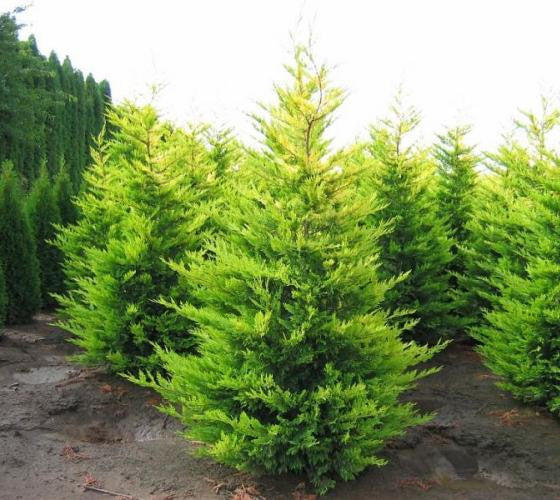 Golden Rider Cyress Gold Rider Leyland Cypress | New Life Nursery