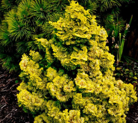 Golden Dwarf Hinoki Cypress ( nana lutea )