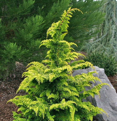 Golden Fernleaf Hinoki False Cypress