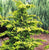 Golden Fernleaf Hinoki False Cypress
