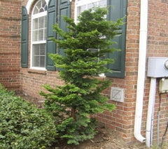 Slender Hinoki False Cypress