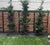 Slender Hinoki False Cypress