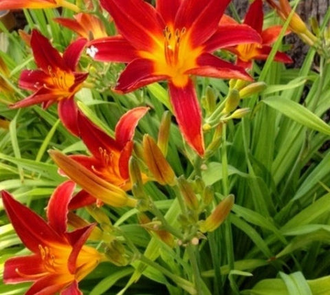 Ming Toy Daylily