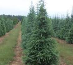  Brackens Best Blue Deodar Cedar
Cedrus deodara 'Bracken's Best Cedar' 