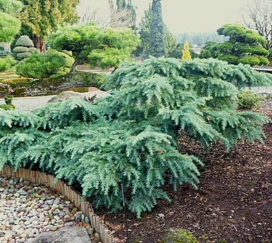 Prostrate Beauty Deodar Cedar New Life Nursery