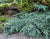 Prostrate Beauty Deodar Cedar