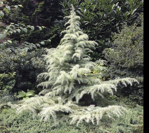 Snow Sprite Dwarf Deodar Cedar