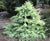 Snow Sprite Dwarf Deodar Cedar