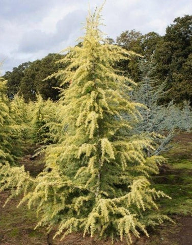 Golden Deodar Cedar