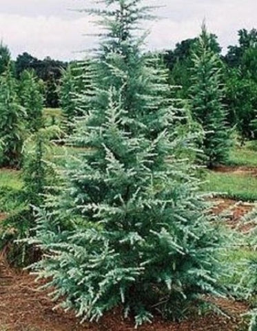 Patti Faye Deodar Cedar Tree
