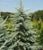 Patti Faye Deodar Cedar Tree