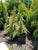 3 Gallon Pot