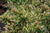 Spring Frost™ Distylium