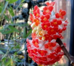 Akebono Red Edgeworthia ( Paper Bush )