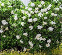 Jubilation Gardenia