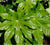 Japanese Fatsia Japonica fatsia japonica