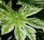 Spiders web Variegated Fatsia Japonica