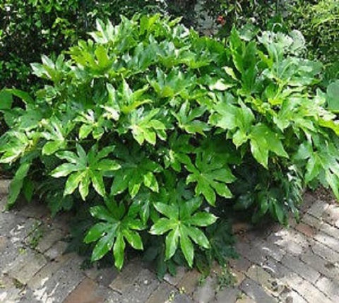 Fatsia Japonica ( japanese aralia )