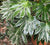 Spider Web Fatsia Japonica ( aralia )