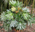 Spider Web Fatsia Japonica ( aralia )