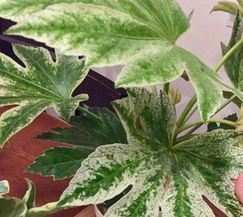Spider Web Fatsia Japonica ( aralia )