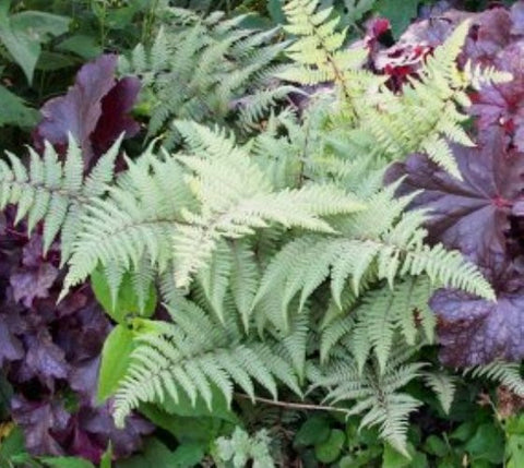 Ghost Lady Fern ( athyrium )