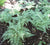 Ghost Lady Fern ( athyrium )