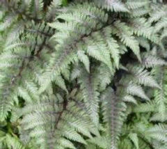 Metallicum Japanese Painted Fern Athyrium niponicum 'metallicum'