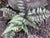 Regal Red Japanese Painted Fern