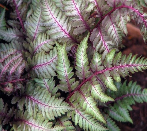 Regal Red Japanese Painted Fern
