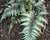 Japanese Painted Fern ( athyrium )