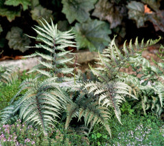 Japanese Painted Fern ( athyrium )