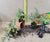 starter plants