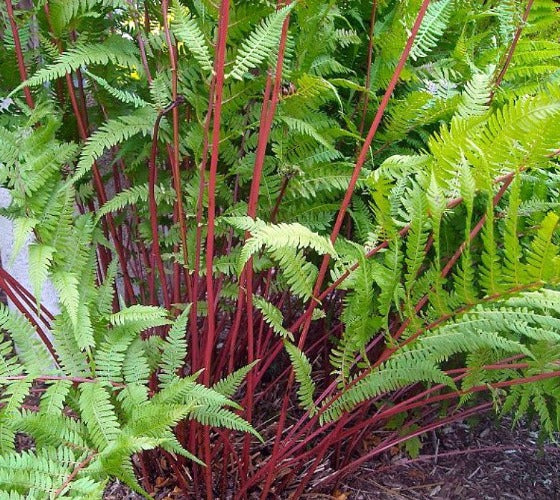 red fern plant seeds Lady In Red Fern ( athyrium )