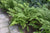 Lady In Red Fern ( athyrium )