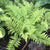 Lady In Red Fern ( athyrium )