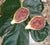 Desert King Fig ficus carica