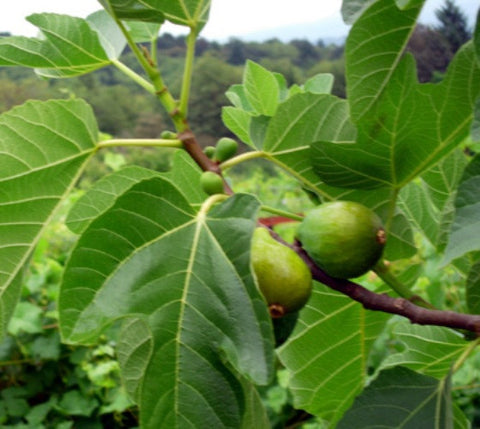 Desert King Fig ( ficus carica )
