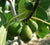 Desert King Fig ficus carica