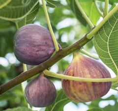 Brown Turkey Fig ( ficus carica )