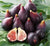 Brown Turkey Fig ( ficus carica )