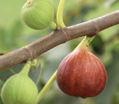 Brown Turkey Fig ( ficus carica )