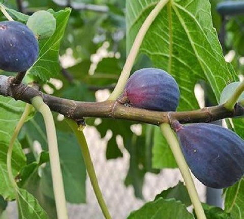 LSU Purple Fig ( ficus )