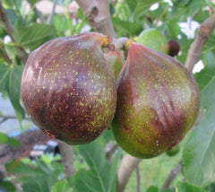 Brown Turkey Fig ( ficus carica )