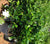 Miami Supreme Gardenia