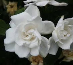 chuck hayes gardenia jasminoides